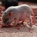 Don’t Just Fatten the Pig